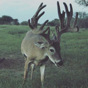 texas trophy whitetail deer
