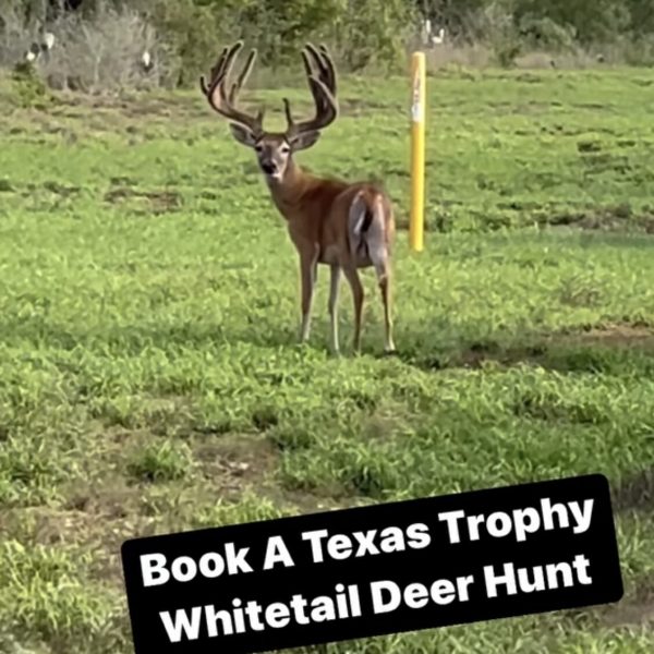 texas trophy whitetail deer hunt