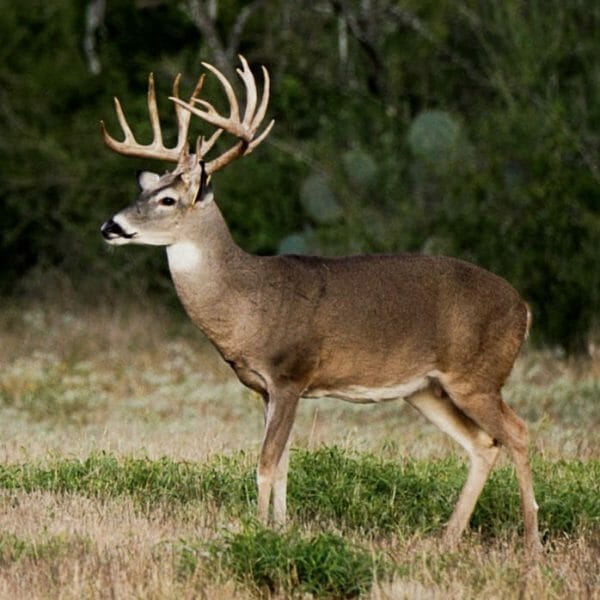 Texas trophy whitetail deer hunt