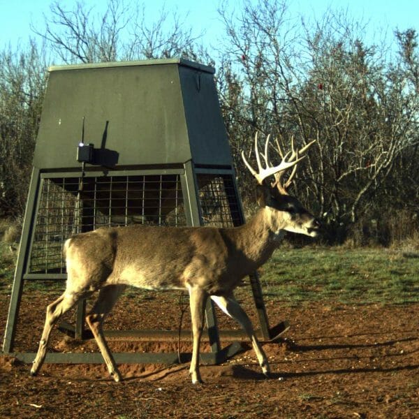 theranch managment whitetail deer buck hunt texas 4
