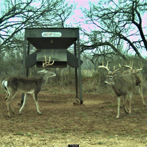 theranch managment whitetail deer buck hunt texas 2