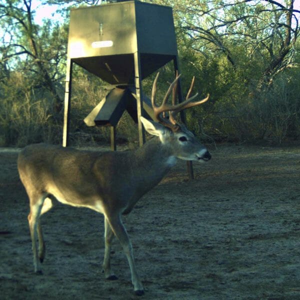 theranch managment whitetail deer buck hunt texas 3