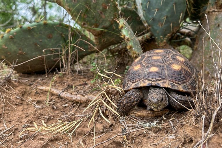 The Texas Tortoise TheRanch@Camp Ka Hui 'Ana