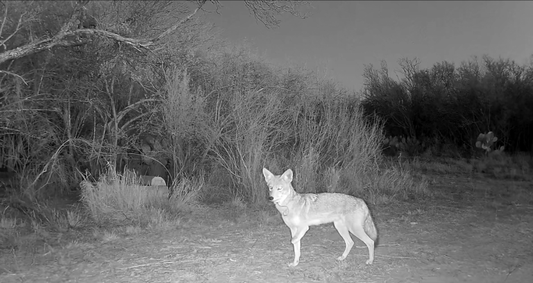 Meet Zulu - the Three-Legged Coyote Surviving in the Wilds of South Texas