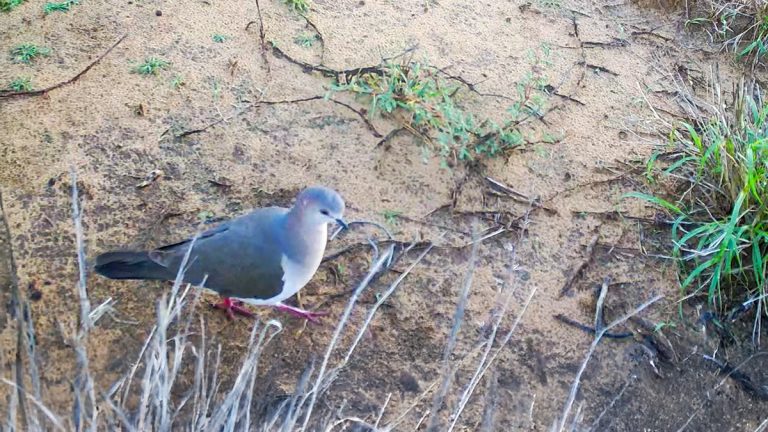 White-tipped dove foraging near South Texas brush and grassland edge at sunrise