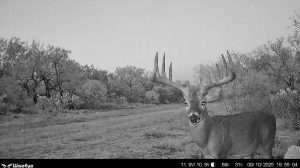 South Texas whitetail buck captured on trail camera at TheRanch at Camp Ka Hui ‘Ana