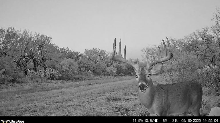 South Texas whitetail buck captured on trail camera at TheRanch at Camp Ka Hui ‘Ana