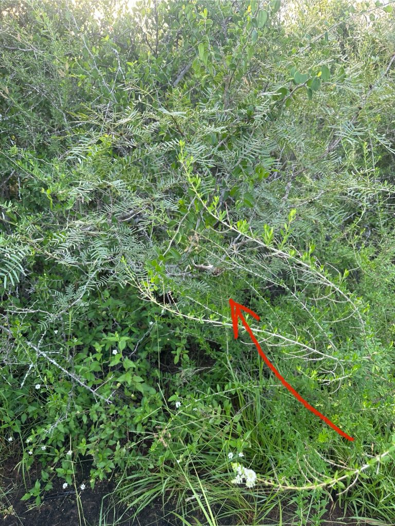 Horny toad located in brush after being dropped by a Harris’s hawk along a sendero in South Texas.