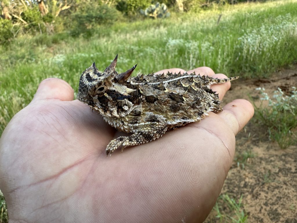 Close-up of Texas horned lizard (horny toad) recovered uninjured at TheRanch in La Salle County.