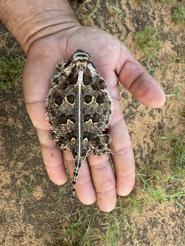 Texas horned lizard released at edge of a sendero on an exclusive South Texas hunting ranch.