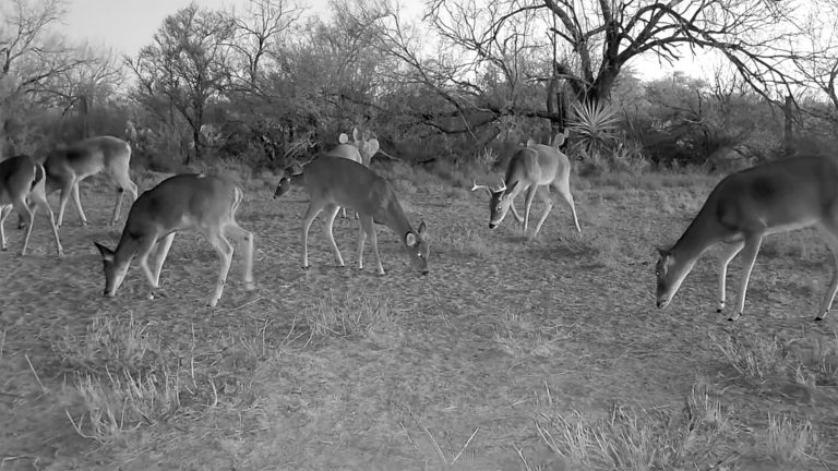 South Texas whitetail deer feeding calmly after hunting season at TheRanch at Camp Ka Hui ‘Ana.