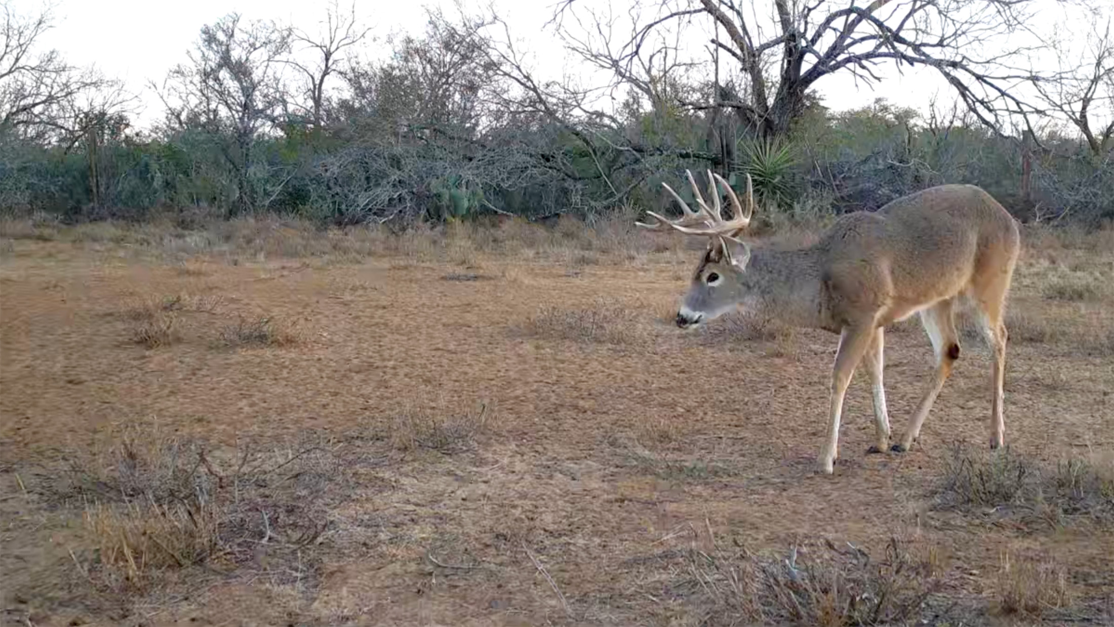 Young South Texas whitetail buck displaying early antler development after hunting season in La Salle County.