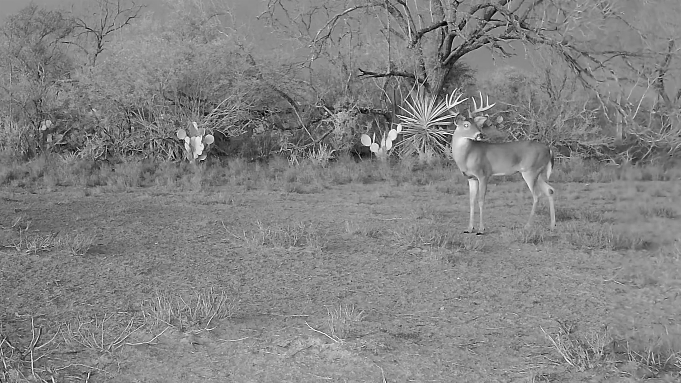 South Texas whitetail deer captured on post season game camera at TheRanch at Camp Ka Hui ‘Ana.