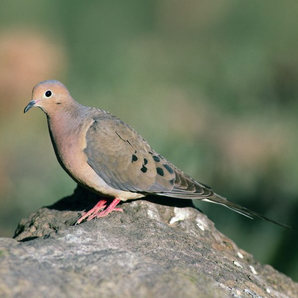mourning dove in south text