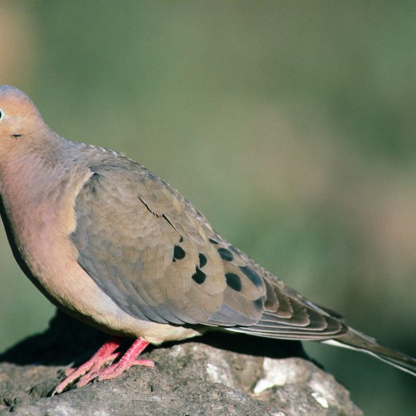 Mourning dove perched in South Texas habitat