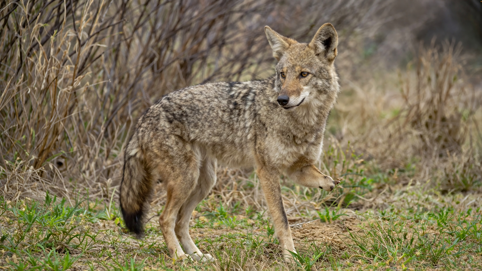Three-legged coyote named Zulu at The Ranch at Camp Ka Hui ‘Ana in South Texas