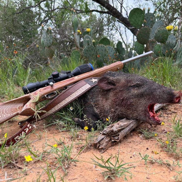 Javelina taken on a fully guided South Texas hunt at The Ranch with rifle and natural brush setting