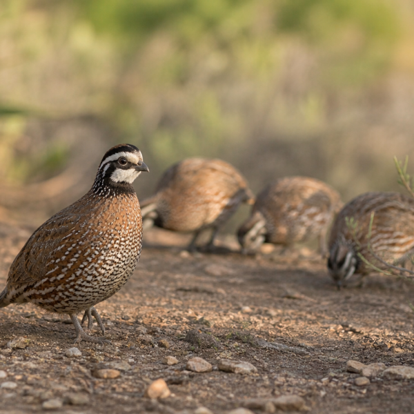 South Texas bobwhite quail covey at The Ranch at Camp Ka Hui' Ana, Texas upland bird hunting