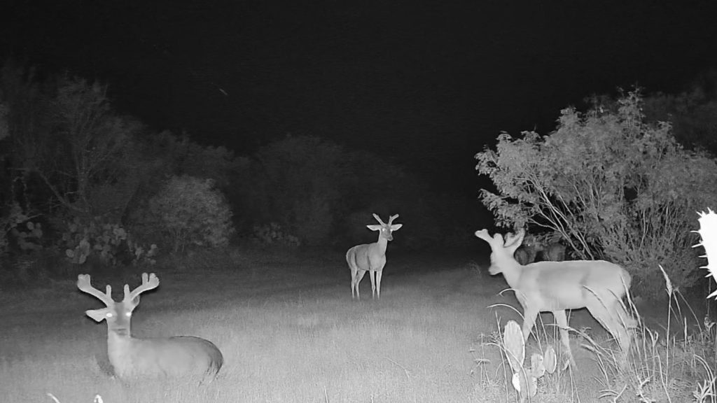South Texas whitetail buck in the early stage of annual antler development with small velvet-covered growth beginning above the pedicles.