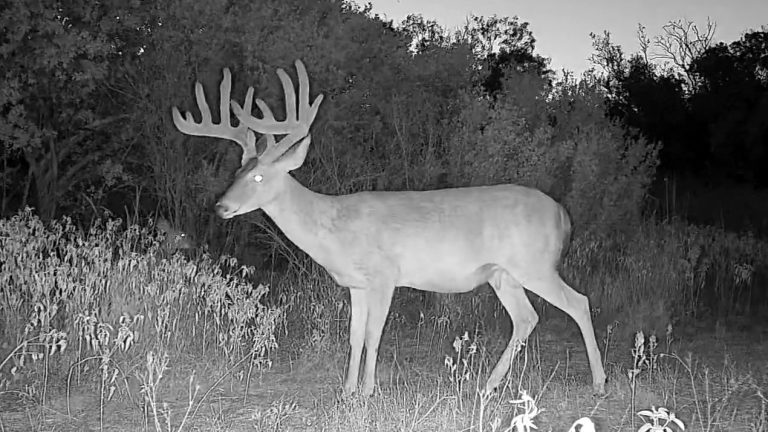 Mature 6.5-year-old South Texas whitetail buck with fully developed antlers still covered in velvet in late summer.