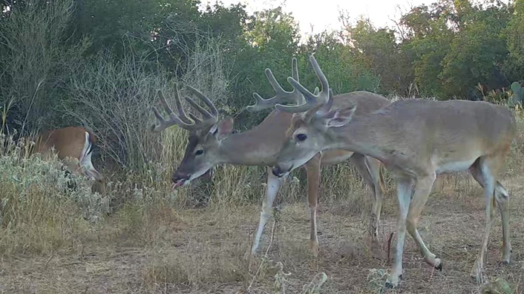 Two middle-aged South Texas whitetail bucks in late-summer velvet showing developed beams and tines before velvet shedding.