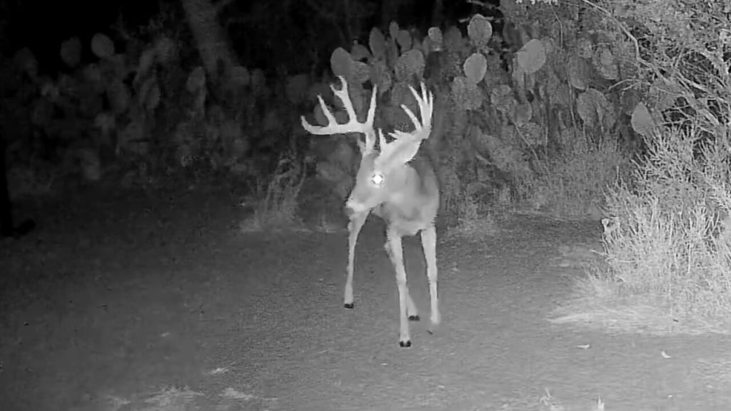 Approximately 4.5-year-old South Texas whitetail buck photographed at night from a front-quartering angle, showing a well-developed rack and a body that has not yet reached full mature proportions.