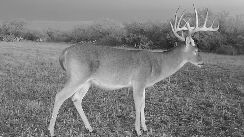 Mature 6½-year-old South Texas whitetail buck showing a fully developed body and mature antler rack.