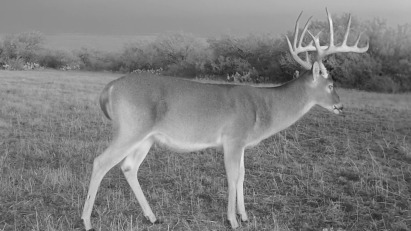 Mature 6½-year-old South Texas whitetail buck showing a fully developed body and mature antler rack.