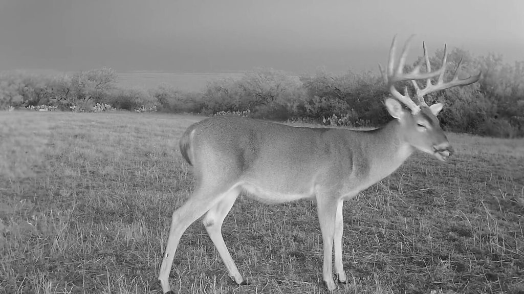 Mature 6.5-year-old South Texas whitetail buck showing a heavy, fully developed body and mature antler rack.